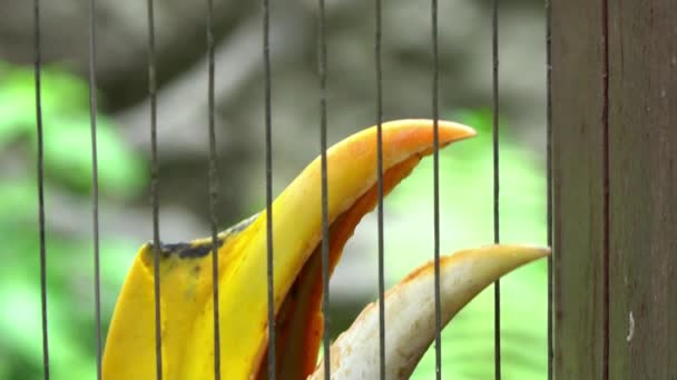 Slow Motion Female Great Indian Hornbill Captivity Metal Bars Zoo — Vídeo de Stock