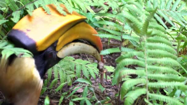 Pomalý Pohyb Samce Velký Indiánský Hornbill Loví Zobákem Žábu Jídlu — Stock video