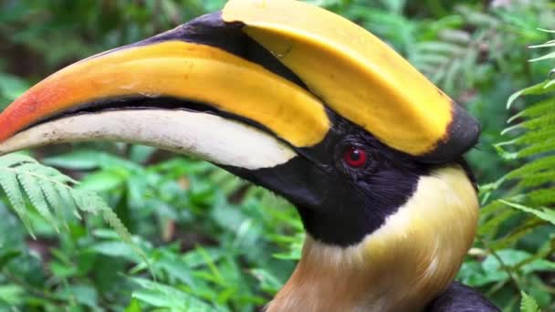 Slow Motion Male Great Indian Hornbill Green Jungle Habitats Sudeste — Vídeo de Stock