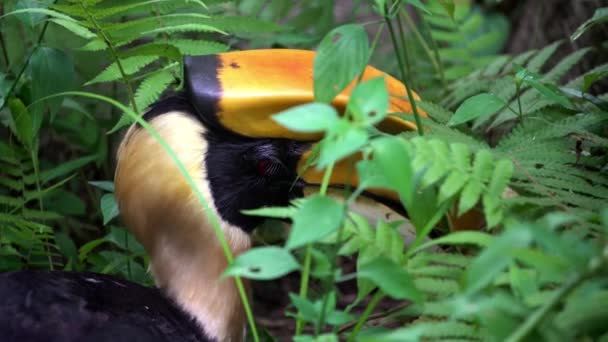 緑のジャングル 東南アジアの生息地で男性グレートインディアンホーンビルを閉じます 熱帯の木々と植物の間の森の自然野生生物の美しい東洋のブエロスビコルニスの鳥 — ストック動画