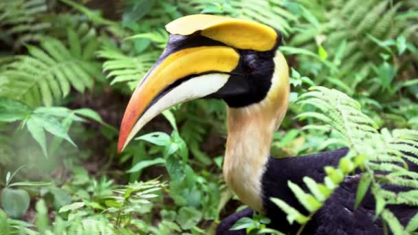 Close Van Een Mannelijke Great Indian Hornbill Groene Jungle Habitats — Stockvideo