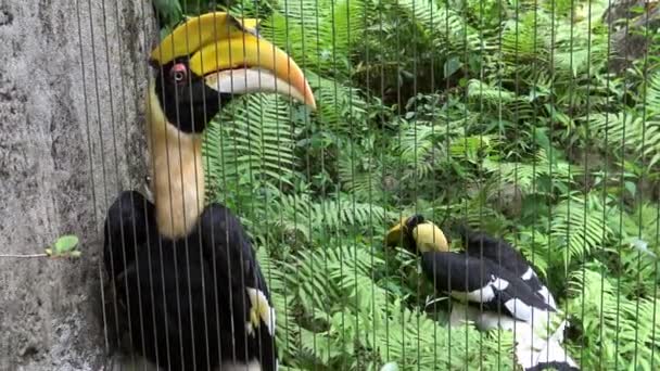 Par Great Indian Hornbill Cativeiro Atrás Das Barras Metal Zoológico — Vídeo de Stock
