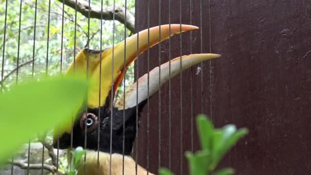 Großaufnahme Eines Weiblichen Indischen Hornvogels Gefangenschaft Hinter Den Metallstangen Des — Stockvideo