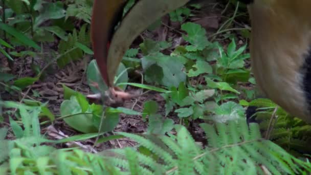 Male Great Indian Hornbill Hunting Beak Frog Eat Jungle Southeast — Stock Video