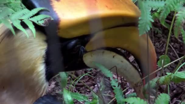 4K, mâle Grand Corneille indien chasse avec bec une grenouille pour manger dans la jungle de l'Asie du Sud-Est. Beau Buceros oriental Bicornis oiseau se nourrissant dans la nature sauvage à la forêt entre les plantes tropicales-Dan 