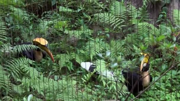 Ein Indisches Hornvogelpaar Gefangenschaft Hinter Den Metallstangen Des Zoos Schöner — Stockvideo