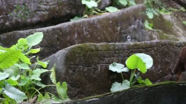 Serow ormanda yemek yiyor. Capricornis Swinhoei. Naemorhedus Swinhoei, Dan Adası 'na özgü küçük bir sığır türü.