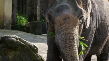 Filin dişsiz Yavaş Hareketi ot yemektir. Alnında ve kulaklarında pembemsi deri olan bir Asya filinin yakın çekimi. Asya fili Elephas maximus, Güneydoğu Asya-Dan hayvanat bahçesinde yemek yiyor.