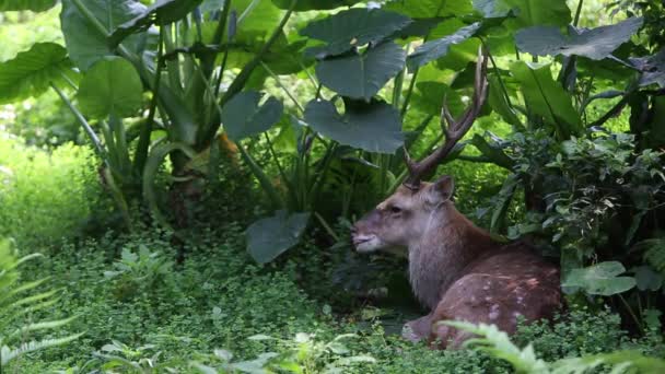 夏の暑い日に森や木々の間に寝そべっている大人のオスのケルビス日本 動物園ダンのシカ鹿 — ストック動画