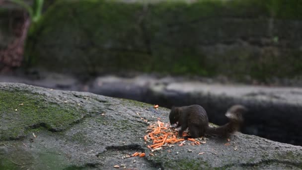 Écureuil Pallas Mange Nourriture Sur Sol Zoo Dan — Video