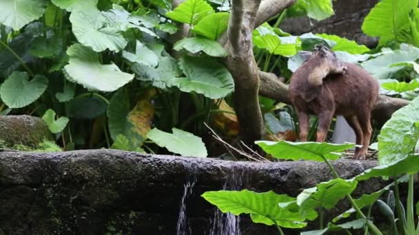 Serow Qui Mange Dans Forêt Capricornis Swinhoei Naemorhedus Swinhoei Est — Video