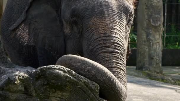 Movimento Lento Elefante Sem Presas Está Comendo Grama Close Elefante — Vídeo de Stock