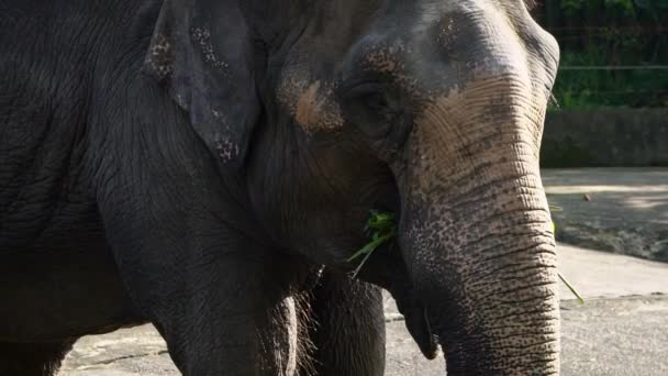 大象没有长牙的慢动作就是吃草 靠近一只前额和耳朵皮肤腐败的亚洲象 亚洲象 Elephas Maximus 在东南亚动物园里吃东西 — 图库视频影像