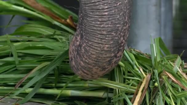 Slow Motion Elephant Tusk Zjada Trawę Blisko Azjatyckiego Słonia Odbarwioną — Wideo stockowe