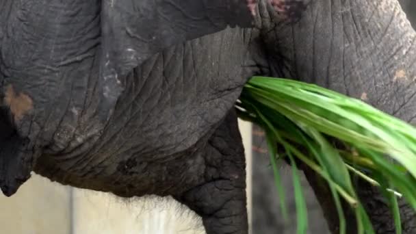 大象没有牙的慢动作就是吃草 靠近一只额头上有腐败皮肤的亚洲象 亚洲象 Elephas Maximus 在东南亚动物园里吃东西 — 图库视频影像