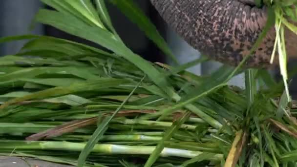 Olifant Zonder Slagtand Eet Gras Close Van Een Asiatische Olifant — Stockvideo