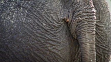 4K, kuyruğunu sallayan bir file yakın çekim. Asyalı bir filin poposunu ve kuyruğunu kapatın. Gri cilt kırışıklıkları. Asya fili, Elephas Maximus, hayvanat bahçesinde kuyruğunu sallıyor.