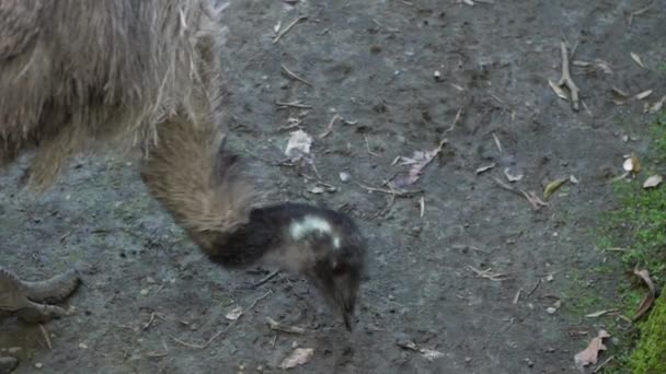 Emus Långsamma Rörelse Äter Insekter Dromaius Novaehollandiae Äter Ett Zoo — Stockvideo