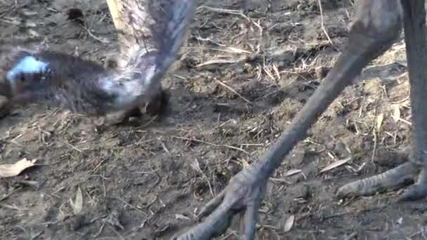 Nahaufnahme Von Emu Spaziergängen Emus Haben Drei Zehen Jedem Fuß — Stockvideo