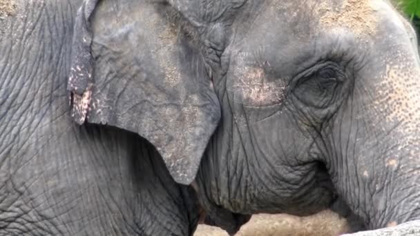 Elefante Sin Colmillo Está Comiendo Hierba Primer Plano Elefante Asiático — Vídeo de stock