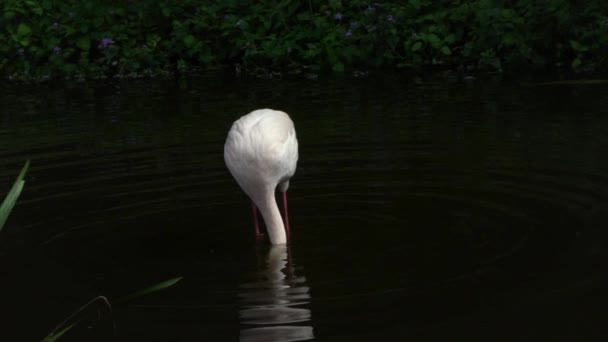 Slow Motion Greater Flamingo Searching Food Water Trees Phoenicopterus Roseus — Stock Video