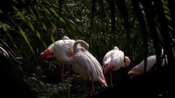 ゆっくりとグループの大きなフラミンゴの動きは 木々の間の湖の中に残ります 動物園でのフェニコテルスのバラ 緑の背景を持つラグーナのフラミンゴ — ストック動画