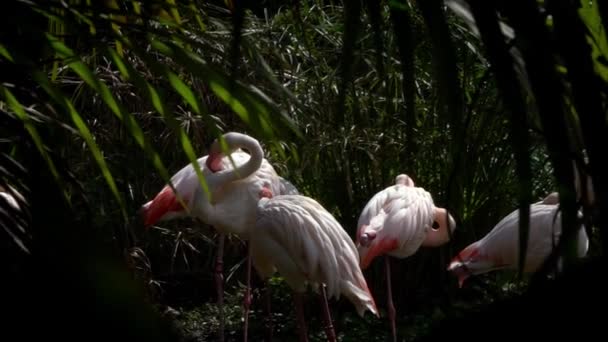 Moción Lenta Grupo Flamencos Mayores Descansan Lago Entre Los Árboles — Vídeo de stock
