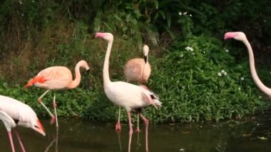 Bir grup flamingo, sıcak bir yaz günü ağaçların arasında gölde dinlenir. Phoenicopterus Roseus, Phoenicopterus chilensis hayvanat bahçesinde.