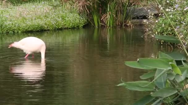 Фламинго Ищет Еду Включается Воду Жаркий День Летом Phoenicopterus Roseus — стоковое видео