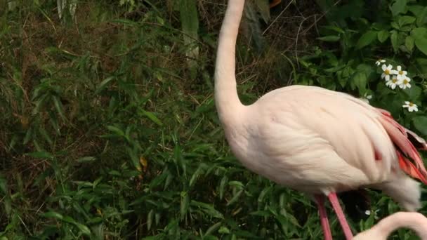 Flamingo Promenader Sjön Bland Träden Dag Varm Sommar Phoenicopterus Roseus — Stockvideo