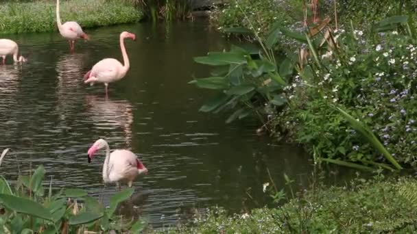 Un groupe de flamants roses se repose dans le lac parmi les arbres lors d'une chaude journée d'été, Phoenicopterus roseus, Phoenicopterus chilensis au zoo-Dan 