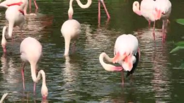 Bir grup flamingo, sıcak bir yaz günü ağaçların arasında gölde dinlenir. Phoenicopterus Roseus, Phoenicopterus chilensis hayvanat bahçesinde.