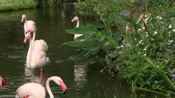 Un groupe de flamants roses se repose dans le lac parmi les arbres lors d'une chaude journée d'été, Phoenicopterus roseus, Phoenicopterus chilensis au zoo-Dan 