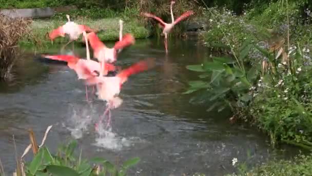 Un groupe de flamants roses se repose dans le lac parmi les arbres lors d'une chaude journée d'été, Phoenicopterus roseus, Phoenicopterus chilensis au zoo Dan 