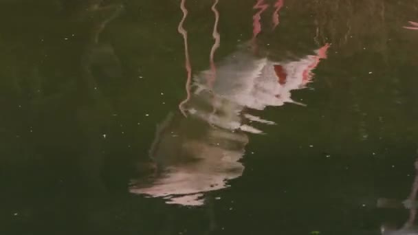 Reflexão Água Lago Flamingo Verão Quente Dia Phoenicopterus Roseus Zoológico — Vídeo de Stock