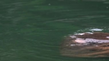 Kafasını tatlı su gölünden çıkaran su aygırlarının yavaş hareketi. Vahşi su aygırları su birikintisinde yüzüyor. Hippopotamus amfibik yarı su memelisidir. Hippopotamidae-Dan Ailesi