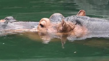 Slow Motion, yakın çekim sıradan bir su aygırı doğanın sularında yıkanır. Su aygırı gölette yüzer. Hippopotamus amfibik Afrika 'nın yarı su memelisidir. Hippopotamidae-Dan Ailesi