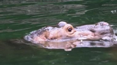 Kafasını tatlı su gölünden çıkaran su aygırlarının yavaş hareketi. Vahşi su aygırları su birikintisinde yüzüyor. Hippopotamus amfibik yarı su memelisidir. Hippopotamidae-Dan Ailesi
