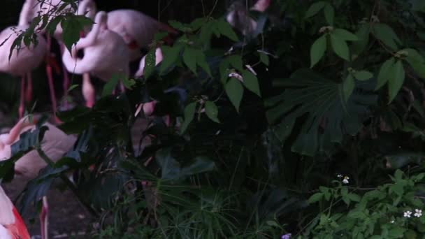 Un groupe de flamants roses se reposant dans le lac parmi les arbres lors d'une chaude journée d'été, Phoenicopterus roseus, Phoenicopterus chilensis au zoo-Dan 