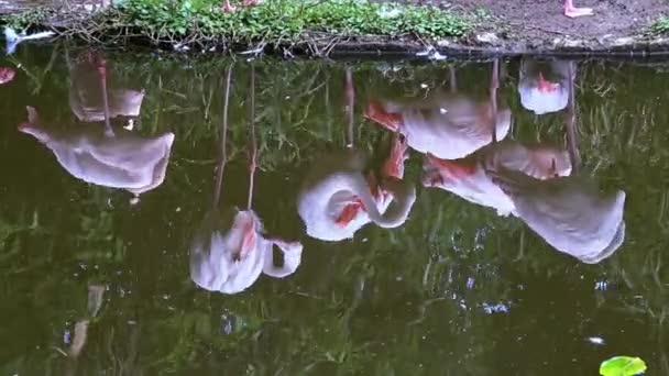 Reflektioner Vatten Grupp Större Flamingos Vila Vid Sjön Bland Träden — Stockvideo