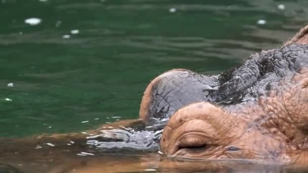 Slow Motion Vanlig Flodhäst Sticker Huvudet Från Sötvattensjö Vilda Flodhästar — Stockvideo
