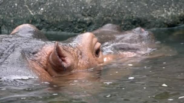 遅い一般的なカバの動きは 動物園で暑い夏の日に湖の水で入浴します カバ両生類またはカバは サハラ以南のアフリカに自生する半水棲哺乳類である カバ科 ダン科 — ストック動画