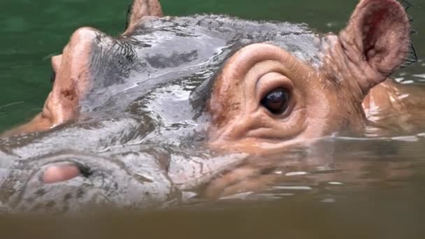 Slow Motion Close Hipopótamo Comum Tomar Banho Água Lago Natureza — Vídeo de Stock