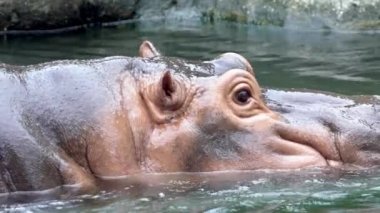 Yavaş hareket eden su aygırları sıcak bir yaz günü hayvanat bahçesinde göl suyunda yıkanır. Hippopotamus amfibik ya da suaygırı, Sahra altı Afrika 'da yaşayan yarı su memelisidir. Hippopotamidae-Dan Ailesi