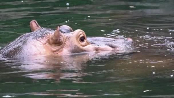 Die Zeitlupe der gewöhnlichen Flusspferde badet im Seewasser im Sommer in der Natur. Nilpferd oder Nilpferd ist ein halbaquatisches Säugetier, das in Afrika südlich der Sahara beheimatet ist. Familie Flusspferde-Dan