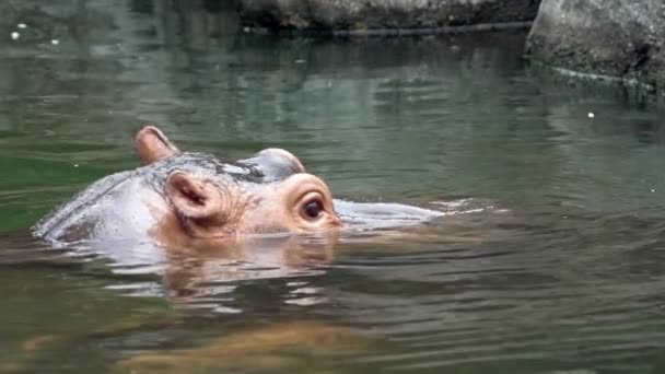 Slow Motion Close Common Hippopotamus Take Bath Lake Water Nature — Vídeo de stock