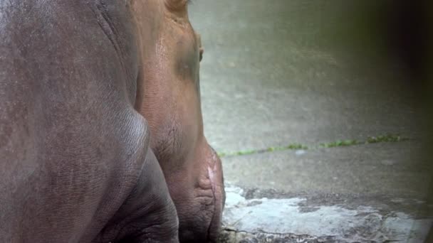 Slow Motion Primer Plano Hipopótamo Común Caminando Saliendo Del Agua — Vídeo de stock