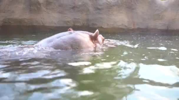 4K一般的なカバは 動物園で暑い夏の日に湖の水で入浴します カバ両生類またはカバは サハラ以南のアフリカに自生する半水棲哺乳類である カバ科 ダン科 — ストック動画