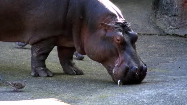 Hipopótamo Común Está Comiendo Zoológico Hipopótamo Alimenta Hippopotamus Amphibius Mamífero — Vídeo de stock