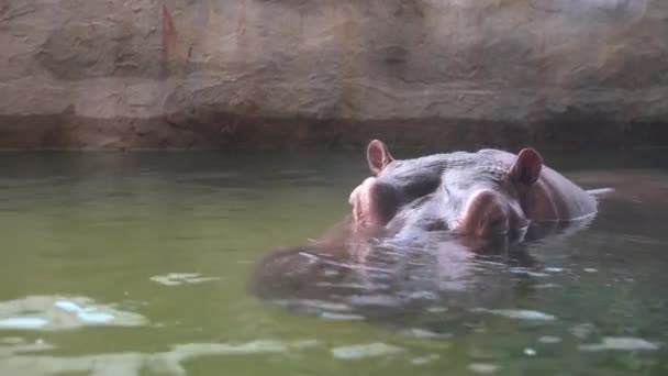 Das Gewöhnliche Flusspferd Badet Einem Heißen Sommertag Zoo Seewasser Nilpferd — Stockvideo